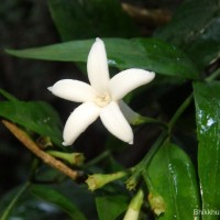 Gaertnera walkeri (Arn.) Blume